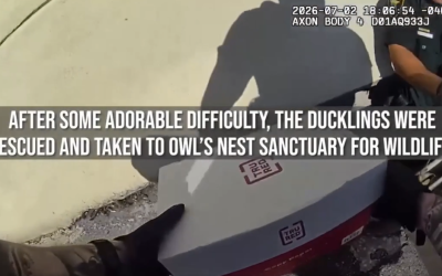 OLKM Attorney Kit Van Pelt Helps Deputies Save Two Ducklings on Highway